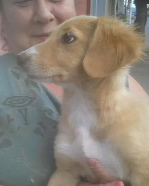 Cachorro ra a SRD idade 2 a 6 meses nome SARA
