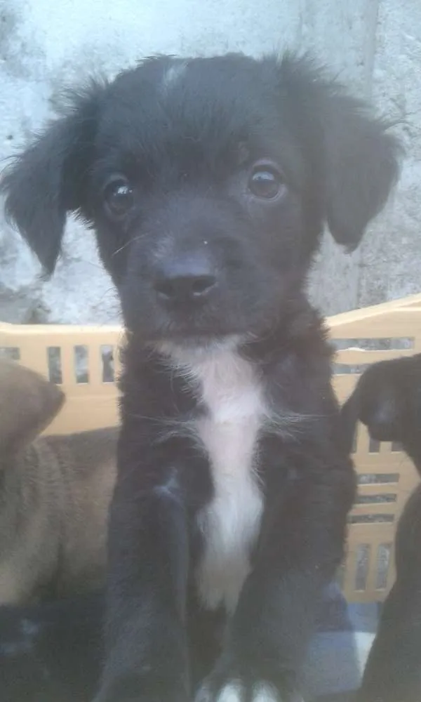 Cachorro ra a SRD idade 2 a 6 meses nome cookie