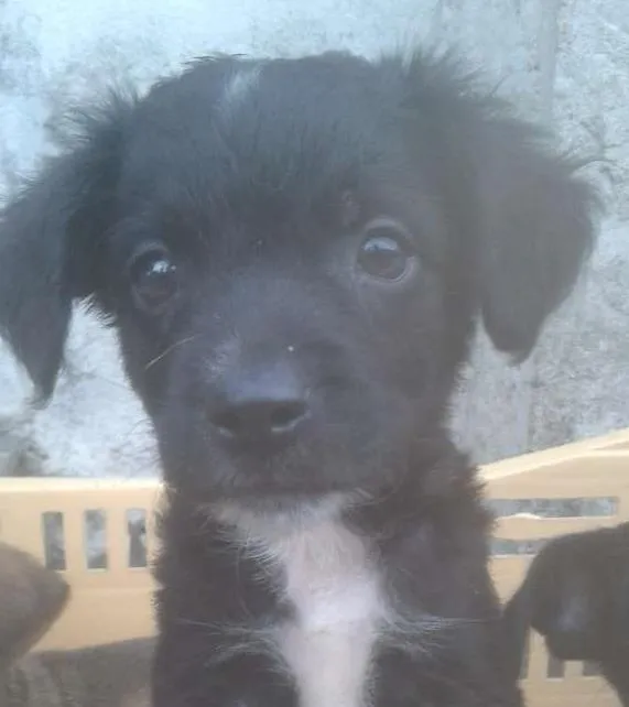 Cachorro ra a SRD idade 2 a 6 meses nome cookie