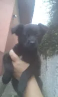 Ursinho