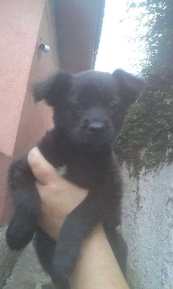 Cachorro ra a SRD idade 2 a 6 meses nome Ursinho