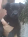 Ursinho