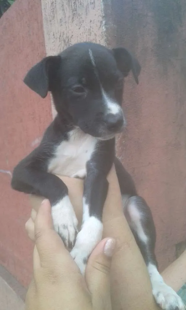 Cachorro ra a SRD idade 2 a 6 meses nome Amora