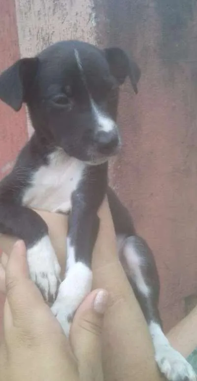 Cachorro ra a SRD idade 2 a 6 meses nome Amora