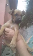 Pipoca