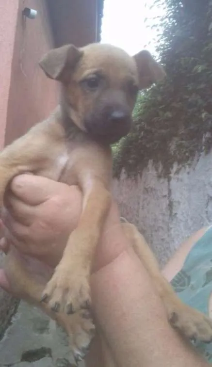 Cachorro ra a SRD idade 2 a 6 meses nome Pipoca