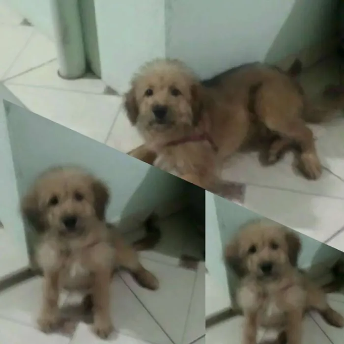 Cachorro ra a Labrador com podllo idade 2 a 6 meses nome jade