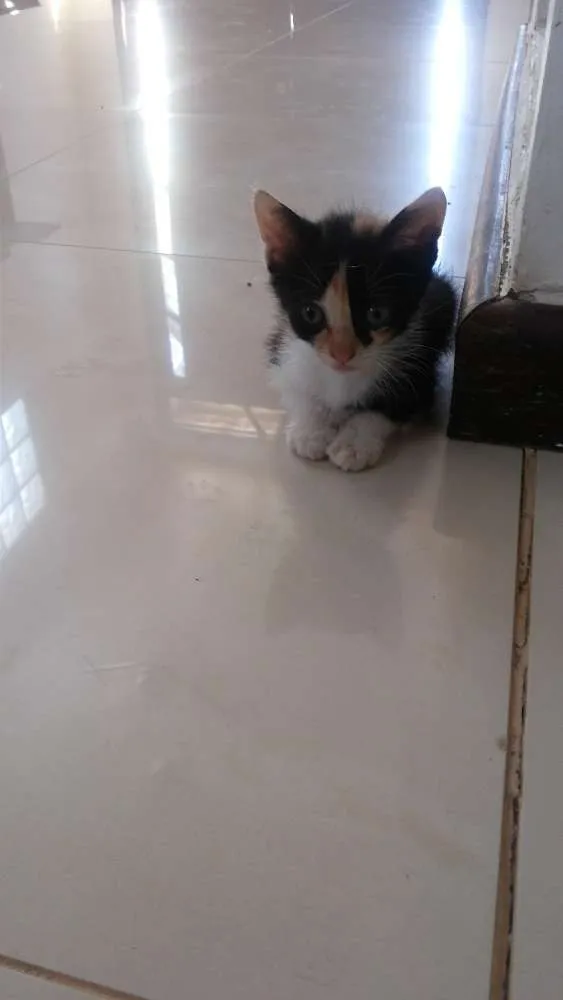 Gato raça SRD idade 2 a 6 meses nome Kita