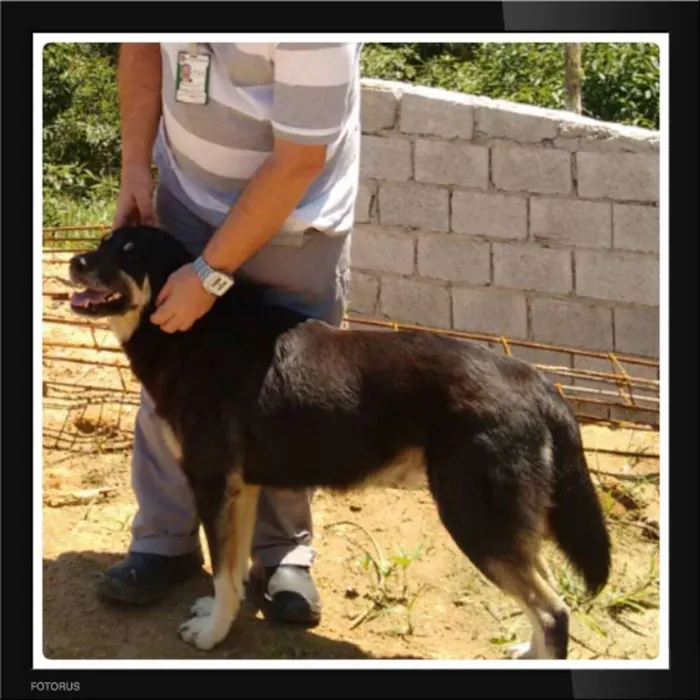 Cachorro ra a SRD idade 3 anos nome Bob