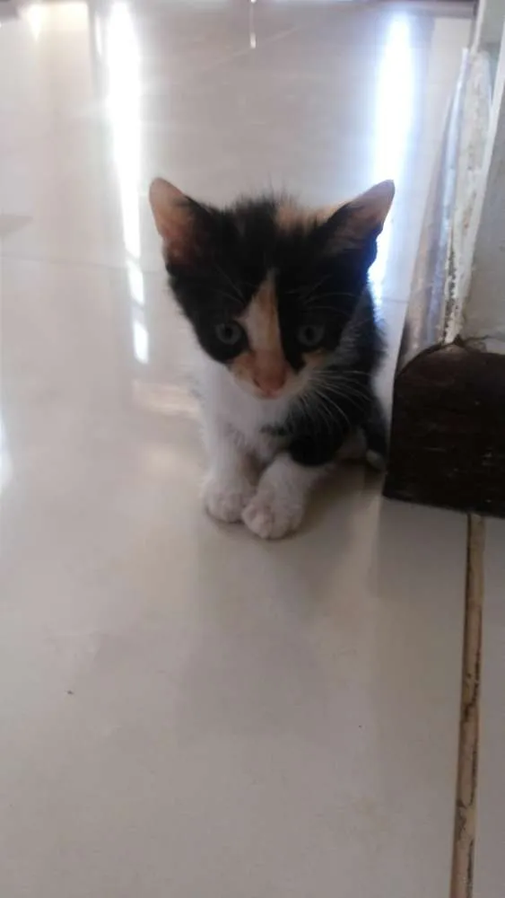 Gato raça SRD idade 2 a 6 meses nome Kita