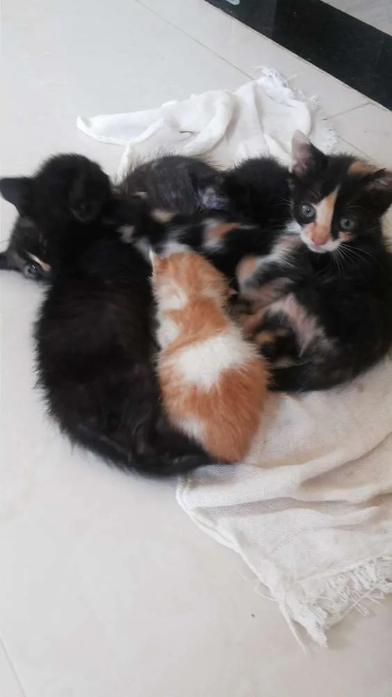 Gato raça SRD idade 2 a 6 meses nome Kita