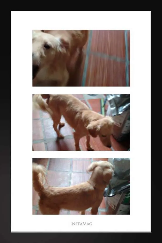 Cachorro raça srd idade 1 ano nome Helinho