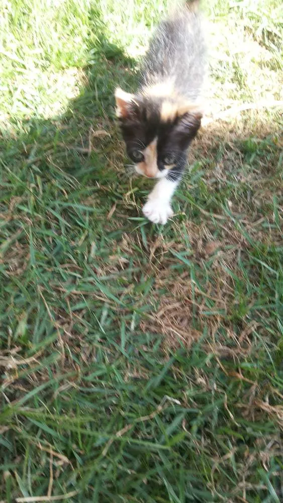 Gato raça SRD idade 2 a 6 meses nome Kita