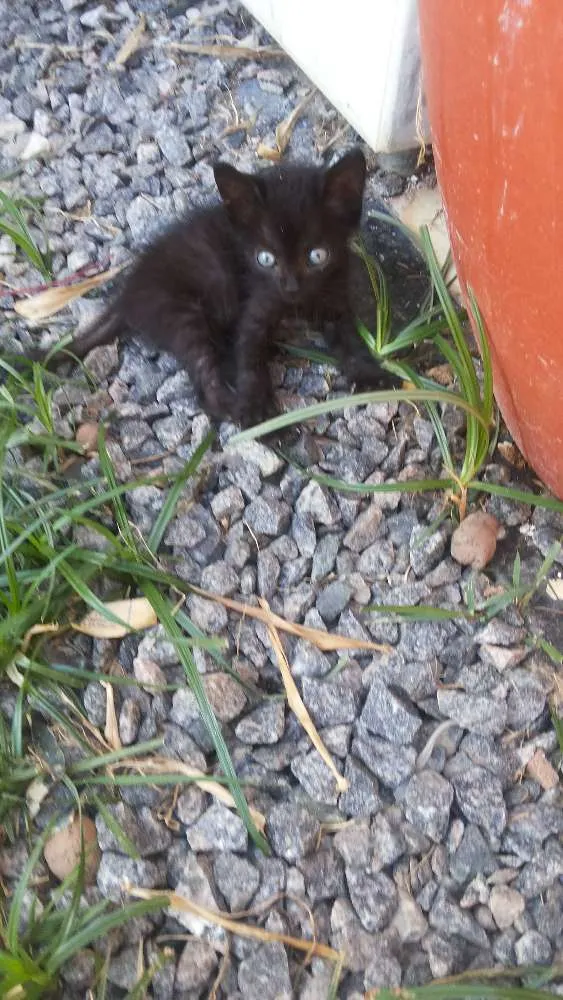 Gato raça SRD idade 2 a 6 meses nome Zenon