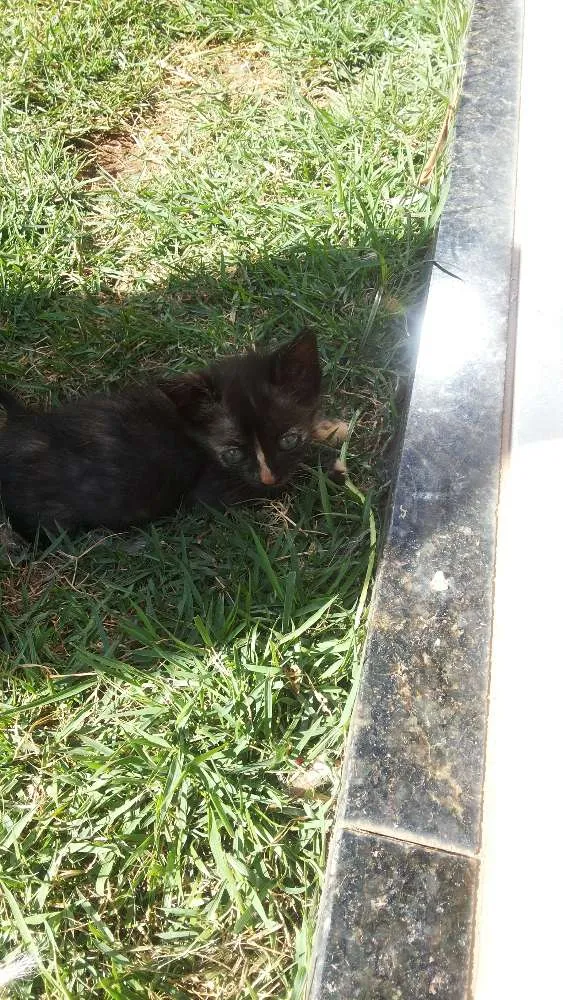 Gato raça SRD idade 2 a 6 meses nome Kika