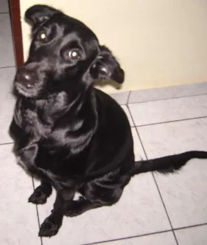Cachorro raça indefinida idade 1 ano nome preta
