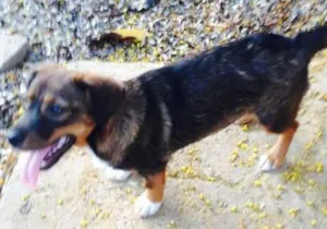 Cachorro raça srd idade 7 a 11 meses nome linda e luna