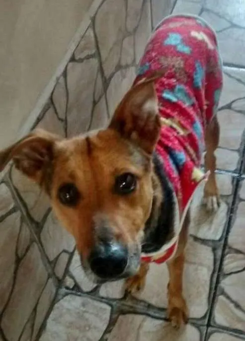 Cachorro ra a mix de pastor idade 1 ano nome meg