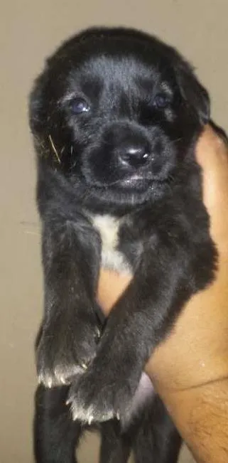 Cachorro ra a Vira lata idade Abaixo de 2 meses nome Pluto