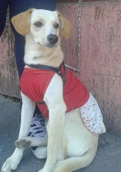 Cachorro ra a SRD idade 1 ano nome Manuela