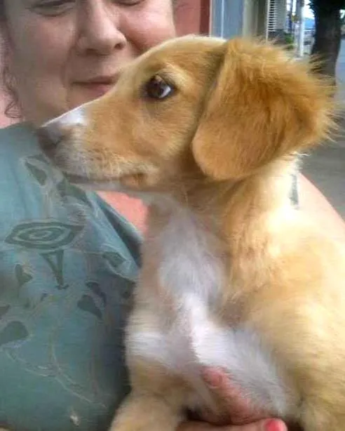 Cachorro ra a SRD idade 2 a 6 meses nome SARA