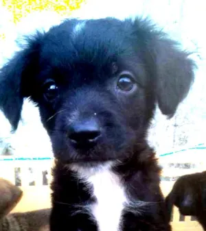 Cachorro raça SRD idade 2 a 6 meses nome cookie
