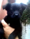 Ursinho