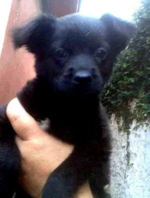 Cachorro raça SRD idade 2 a 6 meses nome Ursinho