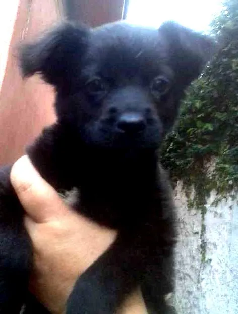 Cachorro ra a SRD idade 2 a 6 meses nome Ursinho