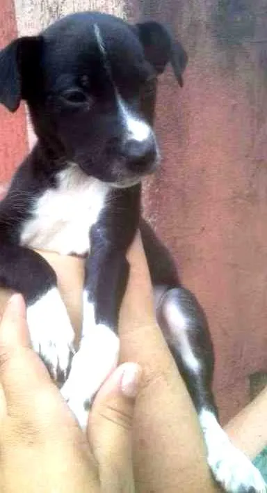 Cachorro ra a SRD idade 2 a 6 meses nome Amora
