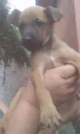 Pipoca