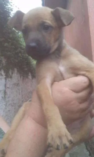 Cachorro ra a SRD idade 2 a 6 meses nome Pipoca