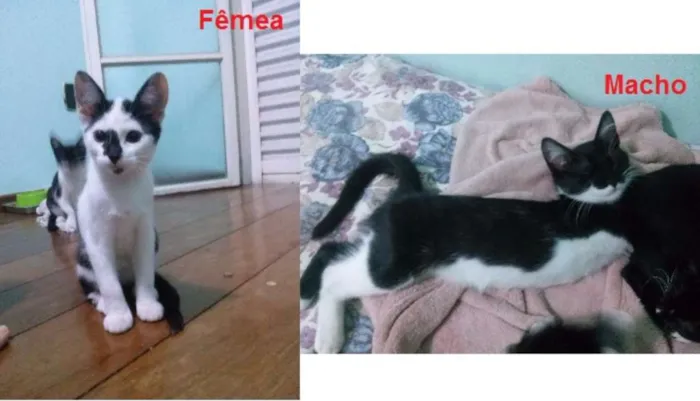 Gato ra a SRD idade 2 a 6 meses nome Bola/Bigodes