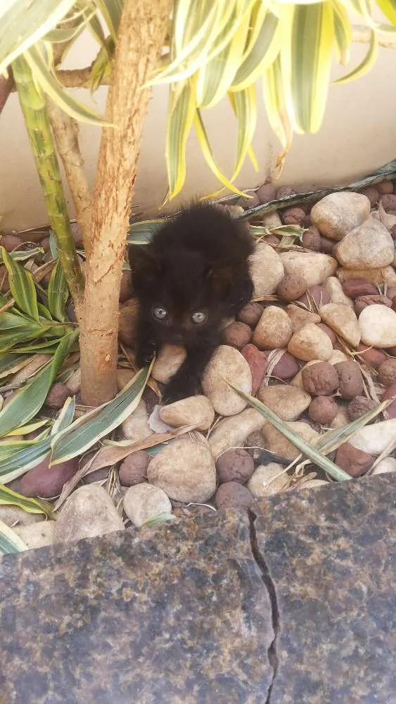 Gato raça SRD idade 2 a 6 meses nome Zenon