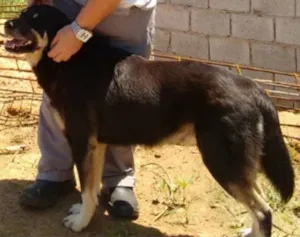Cachorro raça SRD idade 3 anos nome Bob