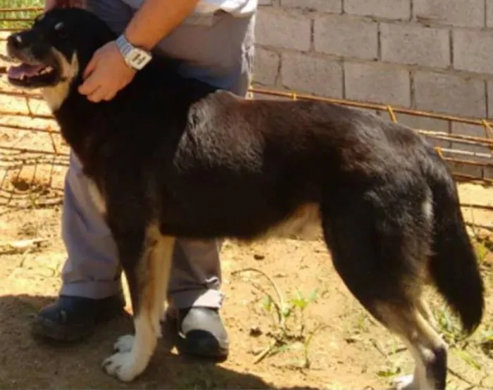 Cachorro ra a SRD idade 3 anos nome Bob