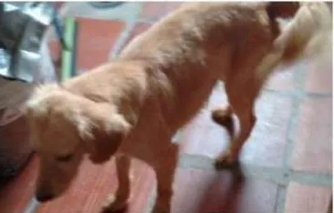 Cachorro raça srd idade 1 ano nome Helinho
