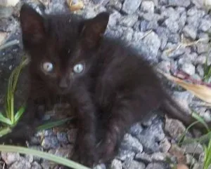 Gato raça SRD idade 2 a 6 meses nome Zenon