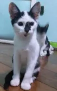 Bola/Bigodes