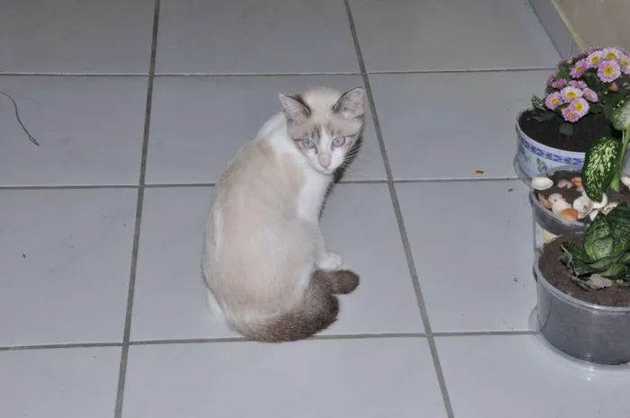 Gato ra a Setter idade 7 a 11 meses nome fred