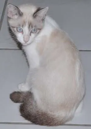 Gato raça Setter idade 7 a 11 meses nome fred