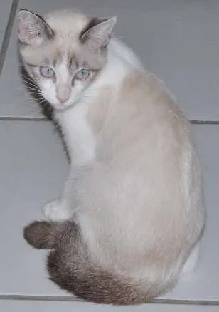 Gato ra a Setter idade 7 a 11 meses nome fred