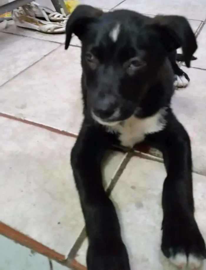 Cachorro ra a  idade 2 a 6 meses nome Melina