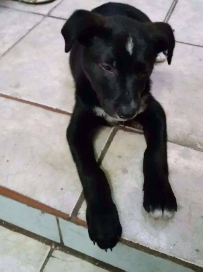 Cachorro ra a  idade 2 a 6 meses nome Melina