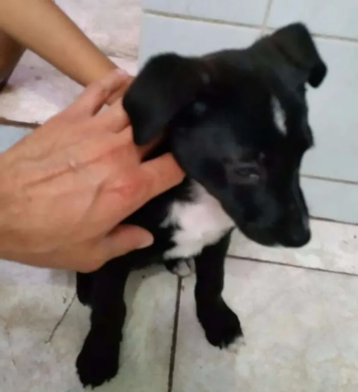 Cachorro ra a  idade 2 a 6 meses nome Melina