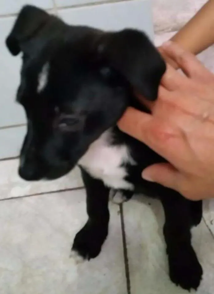 Cachorro ra a  idade 2 a 6 meses nome Melina