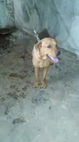 PIXULECO 