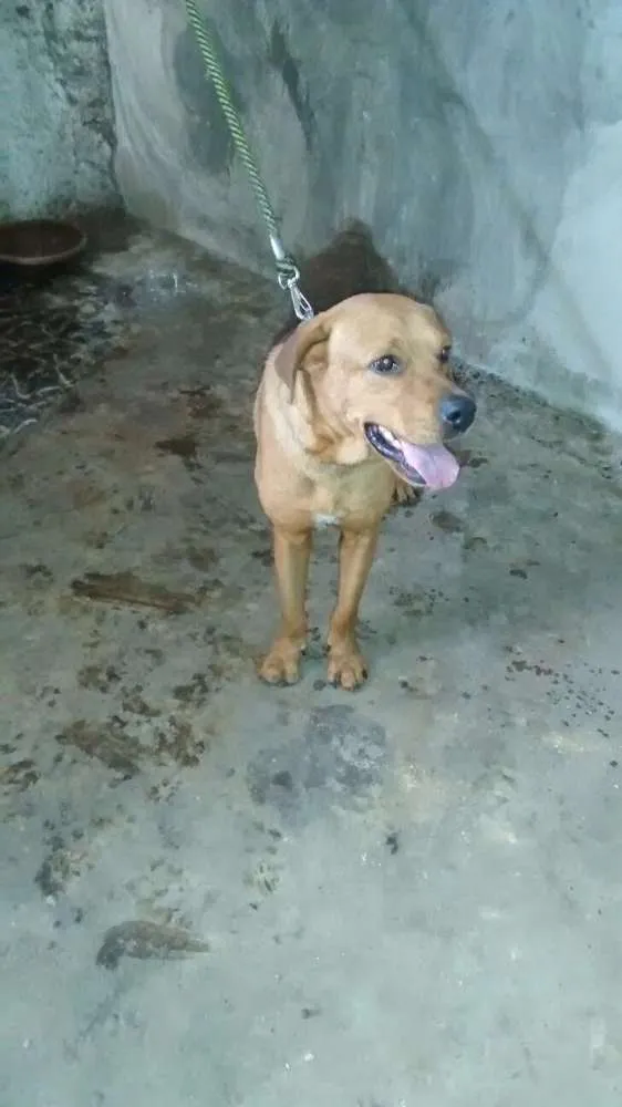 Cachorro raça SRD idade 2 anos nome PIXULECO 