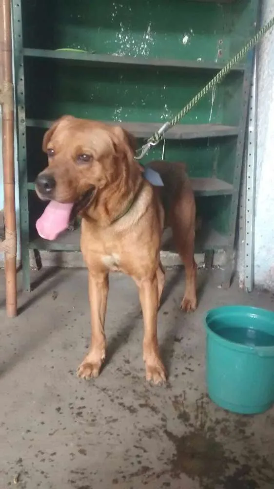Cachorro raça SRD idade 2 anos nome PIXULECO 