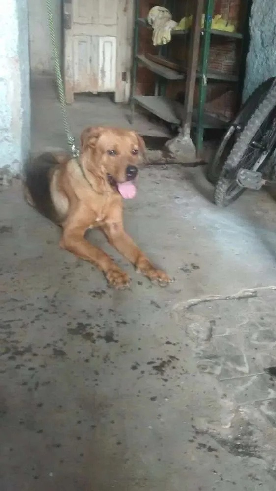 Cachorro raça SRD idade 2 anos nome PIXULECO 